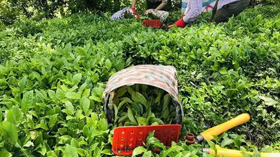 ÇAYKUR 1.500 mevsimlik işçi alımı kura sonuçları ne zaman açıklanacak?