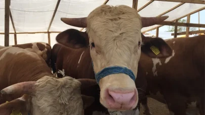 2025 Kurban pazarları kuruldu mu? İstanbul'da kurban satışları başladı mı?