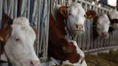 Hakkari’de şap alarmı! 160 veteriner seferber oldu, binlerce hayvana aşı yapıldı