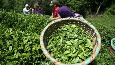 ÇAYKUR 1500 işçi alımı başvuruları