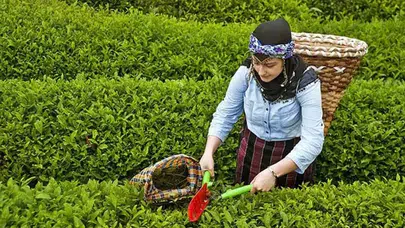 ÇAYKUR'da yarından itibaren randevulu yaş çay alım sistemine geçilecek