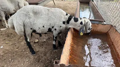 Kurbanlık alırken bu detaya dikkat! Karnı şiş hayvanlara kanmayın