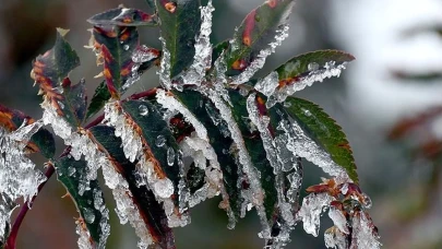 Zirai don desteği başvurusu nasıl yapılır?