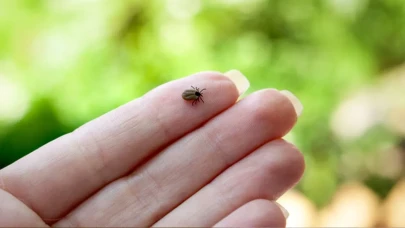 Havalar ısındı, kene kabusu geri döndü! Uzmanlar Temmuz ve Ağustos için alarm verdi