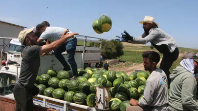 Adana’da karpuz sezonu açıldı! Karpuz tarlada 7 TL’den satılıyor!