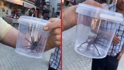 Elazığ'da dev etçil örümcek panik saçtı!