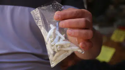 Fiyatı altınla yarışıyor! Kenger sakızının kilosu dudak uçuklatıyor