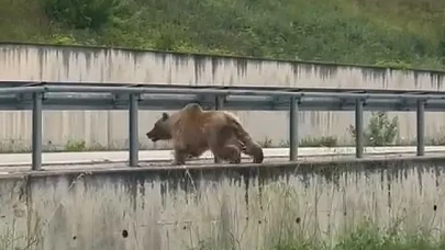 Ayı camiye girdi! Bayburt’ta bozayı yemekhane bastı, etrafa kan saçtı