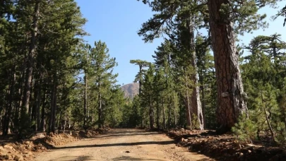 Ormanlık alanlara girişler yasaklandı!