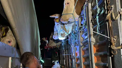 İstanbul’a kurbanlık hayvan girişleri başladı