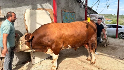 Bursa'da Paşa isimli kurbanlık dana, 380 Bin TL'ye satışa sunuldu