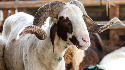 Taksitle kurban alınır mı? Diyanet'ten merak edilen soruya açıklık geldi