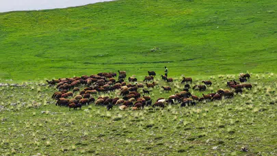 Iğdır’da hayvancılığa büyük destek: 10 bin dönümlük mera çiftçilere açıldı