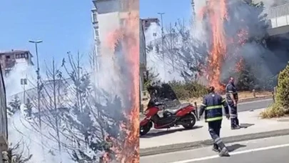 Beşiktaş’ta ağaçlık alanda korkutan yangın!