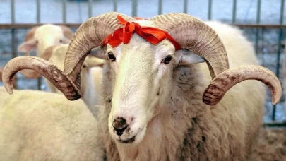 Carrefour 2025 kurbanlık fiyatlarını açıkladı! Küçükbaş ve büyükbaş kurbanlıklar ne kadar?