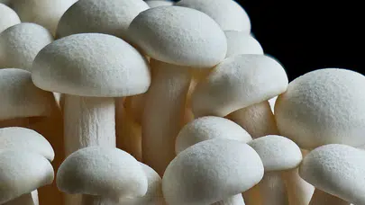 Malatya'da gıda zehirlenmesi can alıyordu!