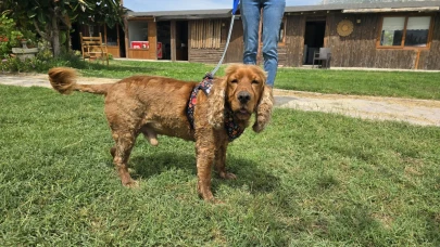 Hatay'da kayıp köpek 3 ay sonra ağaca bağlı halde kurtarıldı!