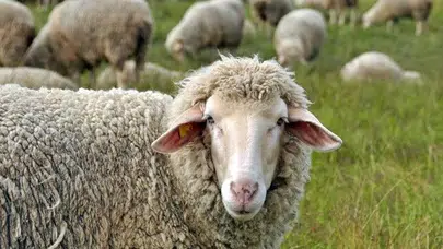 Kurban Bayramı' na kaç gün kaldı?