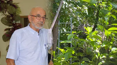 Körfez’de acı olay: Ağaçtan düşen yaşlı adam öldü