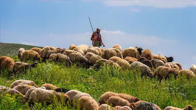 Hayvancılıkta yabancı çoban dönemi başladı! Başvurular alınmaya başlandı