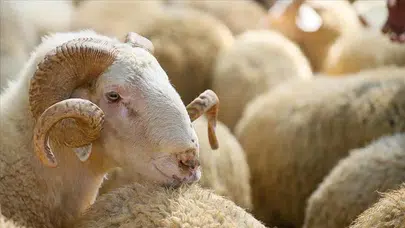 2025 Kurban kesimi ne zaman başlayacak, ne zaman bitecek? İşte Diyanet Takvimine göre kurban kesim vakti