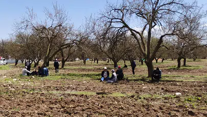 Zirai don felaketi sonrası büyük kayıp yaşayan çiftçiler destek bekliyor!