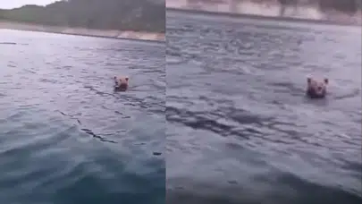 Sinop'ta ilginç anlar: Boyabat Barajı'nda yüzen ayı sürprizi