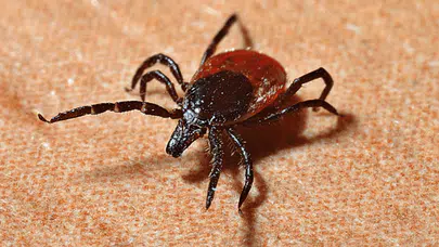 Çankırı'da KKKA şüphesiyle tedavi gören kadın hayatını kaybetti