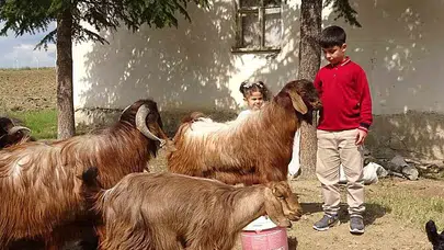 Yozgatlı çobandan Türkiye birinciliği: Bursluluk sınavında 500 tam puan!
