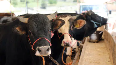 Kurban Bayramı'nda 3 milyonun üzerinde kurbanlık satıldı