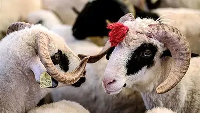 Kurban kesmek farz mı?