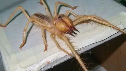 Elazığ’da tehlikeli etçil sarı kız örümceği görüntülendi!