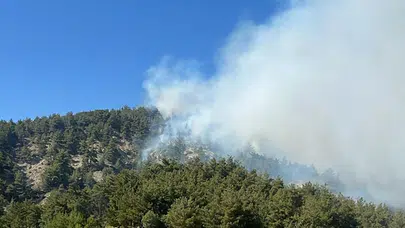 Bilecik’te orman yangını