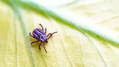 Kene alarmı! Son 6 ayda 13 kişi hayatını kaybetti!