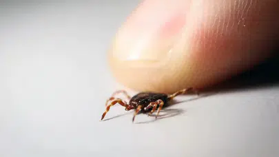 Keneler kâbus olmaktan çıkıyor! KKKA aşısında umut veren gelişme!