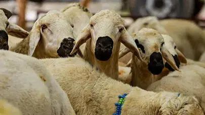 Kurban nasıl kesilir? Kurban keserken nelere dikkat etmeliyiz?