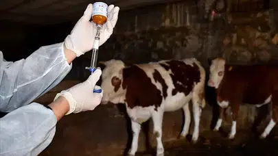 Manisa’da şap alarmı! 8 köy karantinaya alındı!