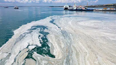 Müsilaj kabusu geri döndü! Marmara Denizi’nde mercanlar tehlikede