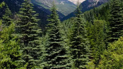 Türkiye orman varlığını artırdı: 23,4 milyon hektara ulaştı!