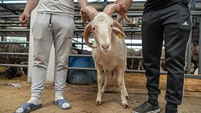 Bursa Hayvan Pazarı'ndaki 4 boynuzlu koç görenleri hayrete düşürdü!