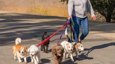 Bu sektörde kazanç var: Sadece köpek gezdirerek aylık 60 bin TL kazanmak mümkün!