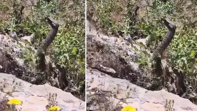 Elazığ’da tüyler ürperten anlar! Videoya çektiği yılan birden saldırdı