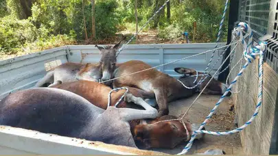 Datça’da tepki çeken uygulama: Eşekleri uyutup üst üste koyarak kamyonette taşıdılar