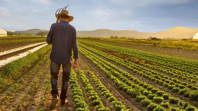 Çiftçilere destek ödemesi bugün yatırılıyor!