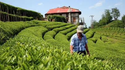 Rize’den dünya çay pazarına güçlü çıkış! 5 aylık ihracat %40 arttı