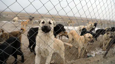Hayvanseverlerin 25 milyon liralık yardımını kişisel hesaplarına aktaran 10 şüpheli tutuklandı