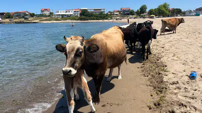 Sıcaktan bunalan inekler sahile indi! Kocaeli’de ilginç görüntüler