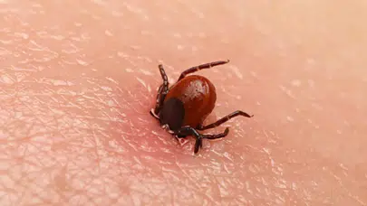 Kene kabusu devam ediyor