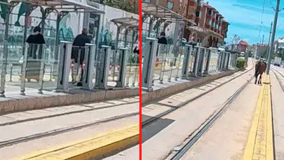 Tramvay raylarında başıboş at sürprizi! Eskişehir'de şaşkına çeviren anlar kamerada