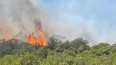 Bursa Yenişehir’de orman yangını! Aynı noktada 2. kez yangın çıktı